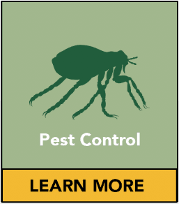 A pest control guide for Southend homeowners and businesses