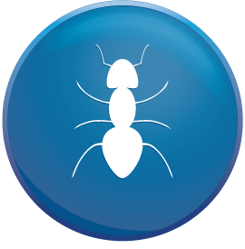 Chelmsford pest control